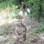 MOJO Super Critter – napredni mamac za predatore - Image 2